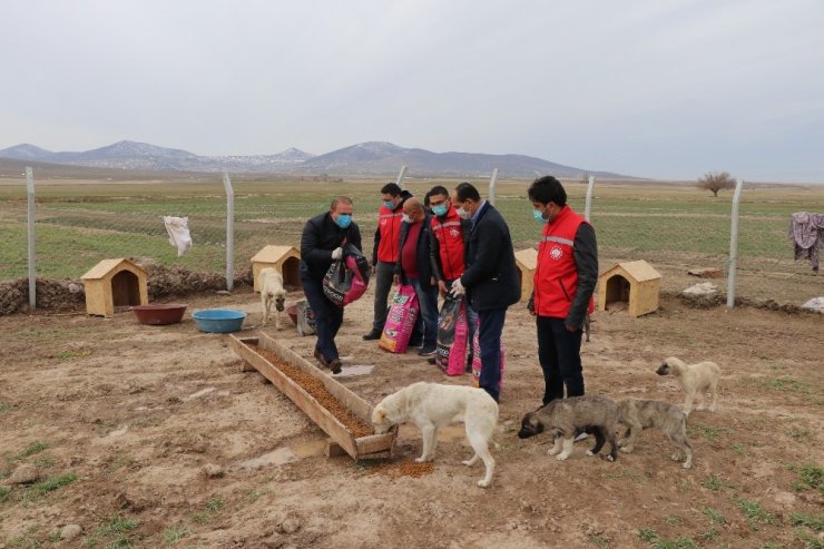 Köpekleriyle köyünden kovulan engelli gence Vali Aydoğdu sahip çıktı