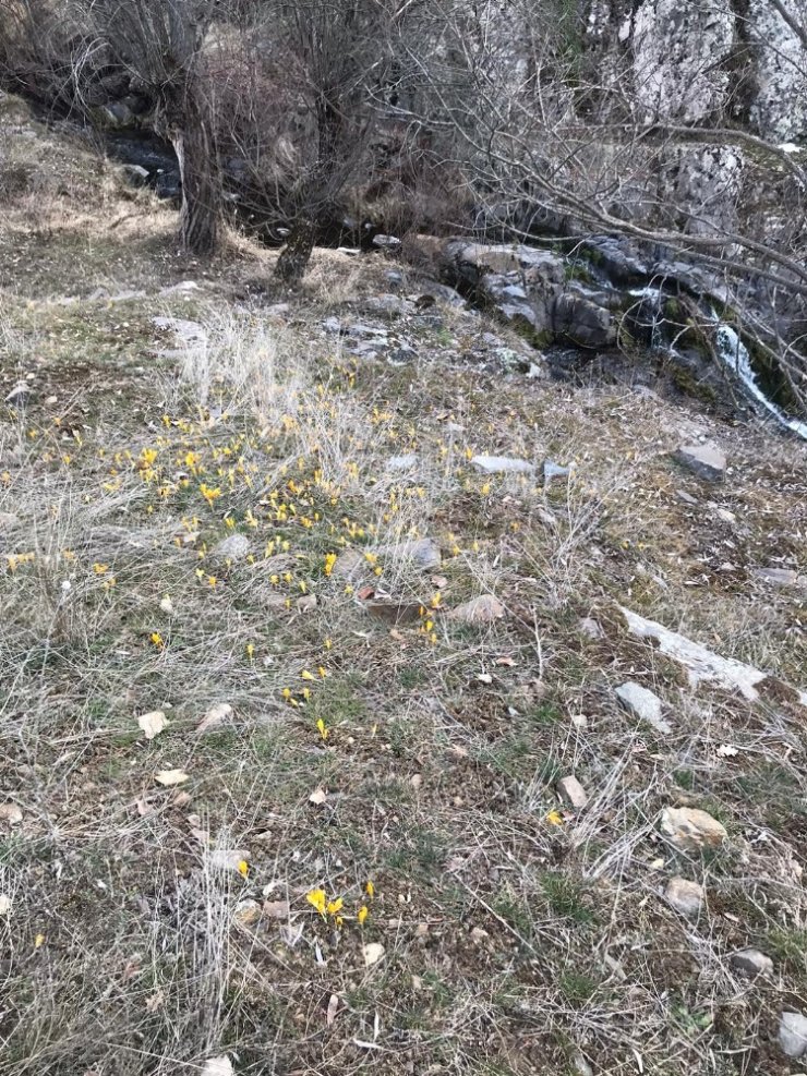 Baharın müjdesi çiğdemler nefes kesti