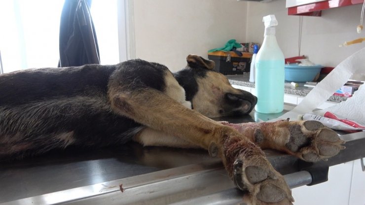 Kafası ve ayakları tarım aracına sıkışan köpek kurtarıldı