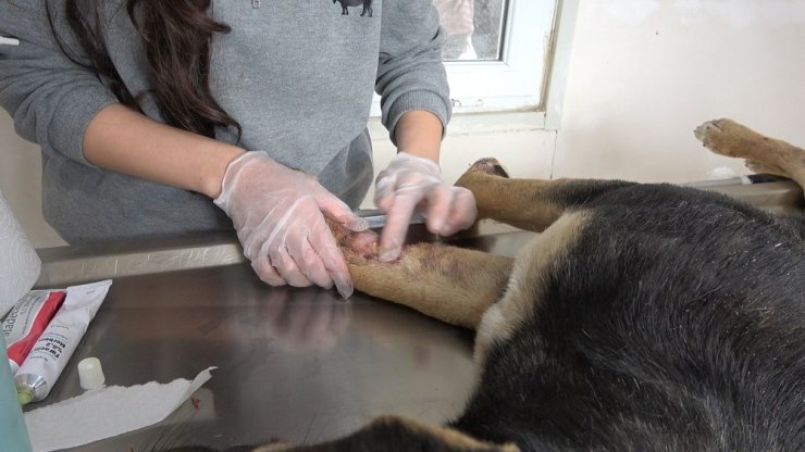 Kafası ve ayakları tarım aracına sıkışan köpek kurtarıldı