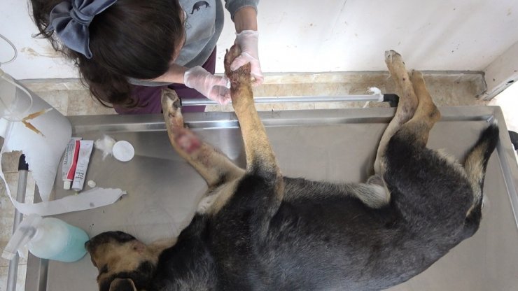 Kafası ve ayakları tarım aracına sıkışan köpek kurtarıldı