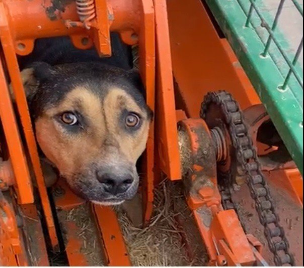 Kafası ve ayakları tarım aracına sıkışan köpek kurtarıldı