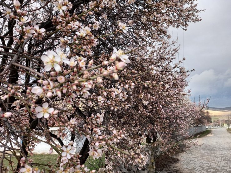 Günyüzü’nde badem ve kayısı ağaçları yine erken çiçek açtı