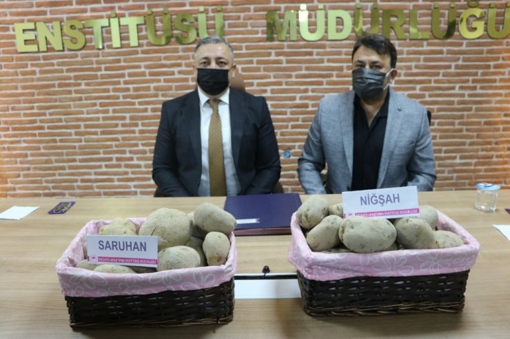 Yerli patates tohumları Saruhan ve Niğşah satıldı