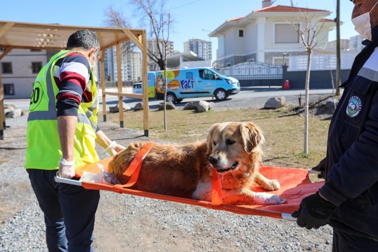 Sevimli dostların imdadına ‘Pati Kurtaran’ yetişiyor