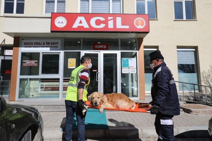 Sevimli dostların imdadına ‘Pati Kurtaran’ yetişiyor