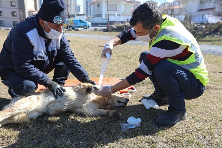 Sevimli dostların imdadına ‘Pati Kurtaran’ yetişiyor