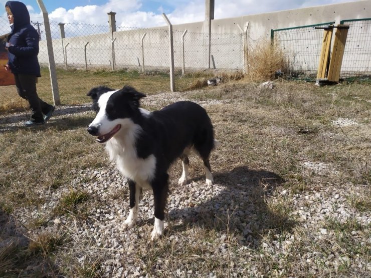 Türkiye’de ilk kez korona virüsü teşhis edebilen dedektör köpek yetiştirildi