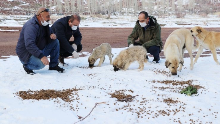 Aksaray’da sokak hayvanlarına yiyecek ve mama bırakıldı