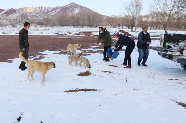 Aksaray’da sokak hayvanlarına yiyecek ve mama bırakıldı