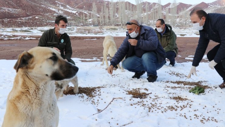 Aksaray’da sokak hayvanlarına yiyecek ve mama bırakıldı