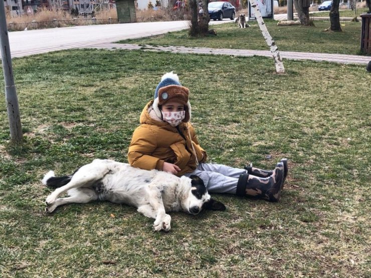 Nasreddin Hoca Parkı’na sokak hayvanları için yeni kulübeler yerleştirildi