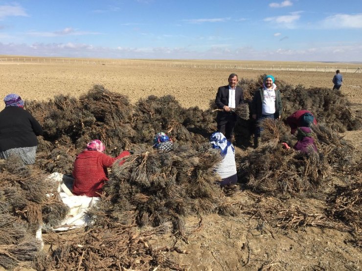 Kulu’da lavanta ekimi yapıldı