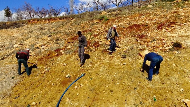 Güneyyurt’ta 3 bin çam fidanı toprakla buluşturuldu