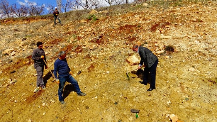 Güneyyurt’ta 3 bin çam fidanı toprakla buluşturuldu