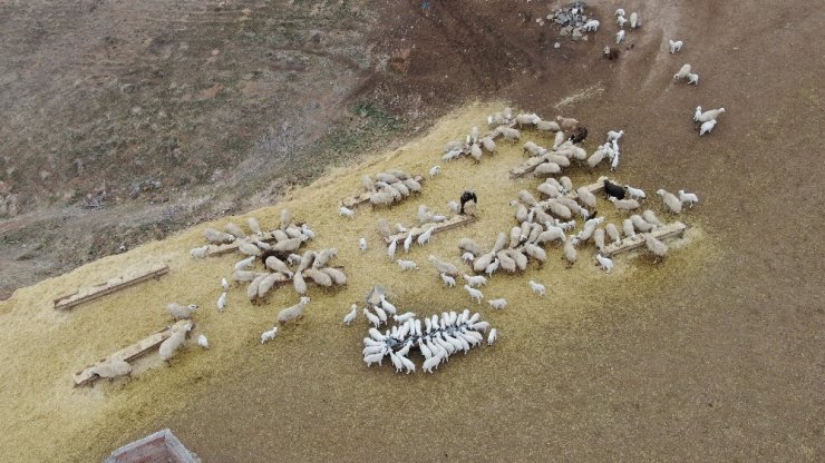 Kuzuların annelerine kavuşma sevinci drone ile görüntülendi