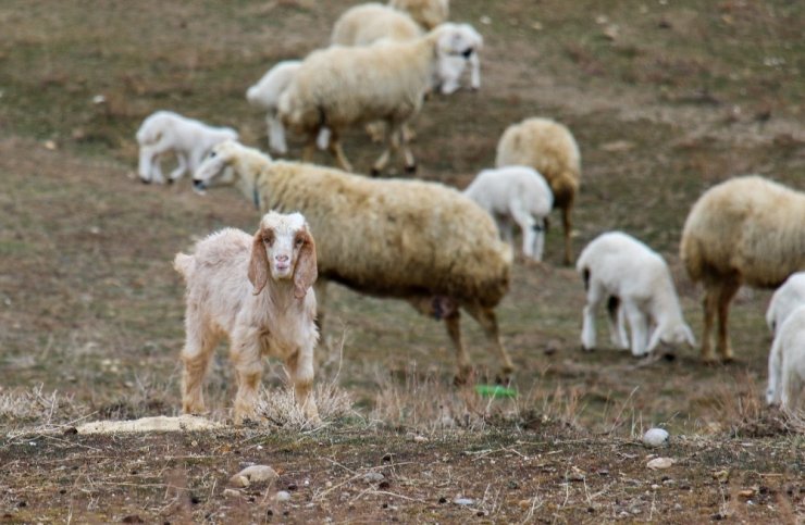 Kuzuların annelerine kavuşma sevinci drone ile görüntülendi