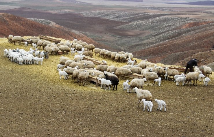 Kuzuların annelerine kavuşma sevinci drone ile görüntülendi