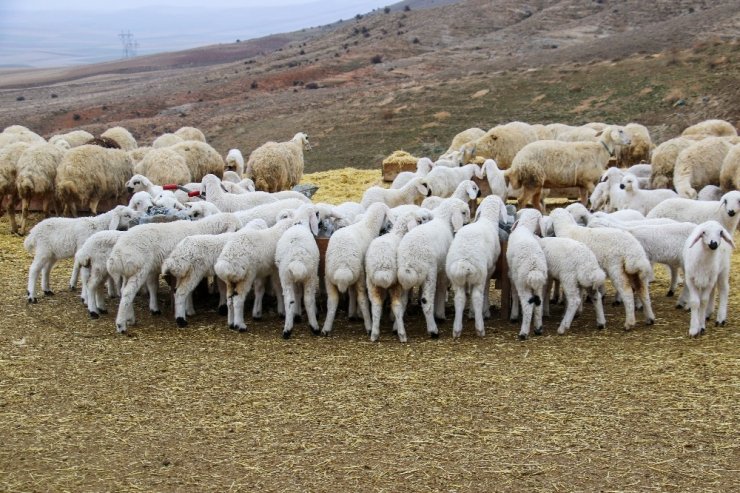 Kuzuların annelerine kavuşma sevinci drone ile görüntülendi