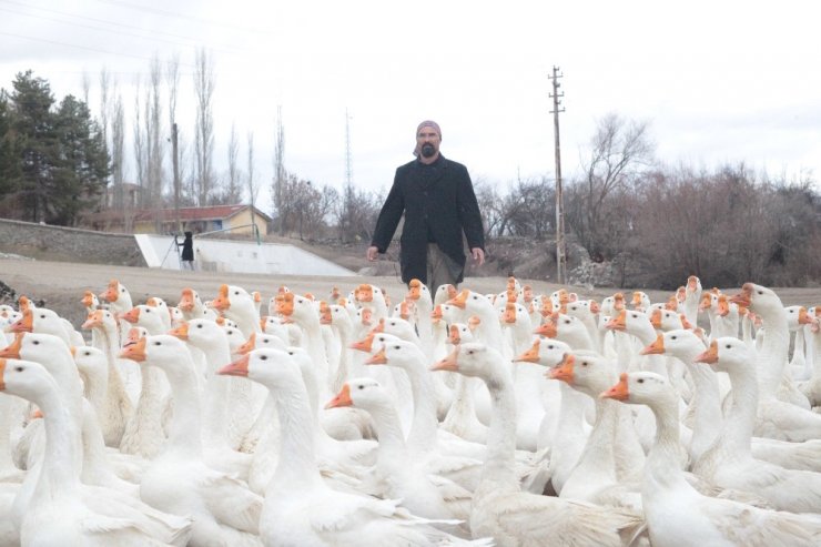 Mühendisliği bırakıp kaz çiftliği kurdu