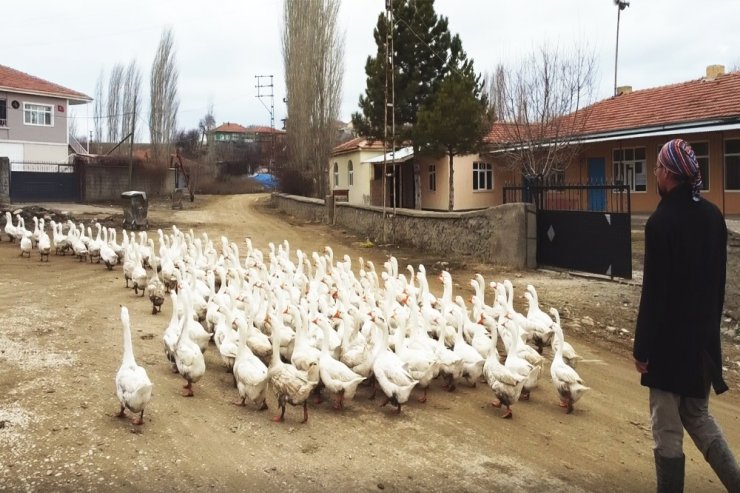 Mühendisliği bırakıp kaz çiftliği kurdu