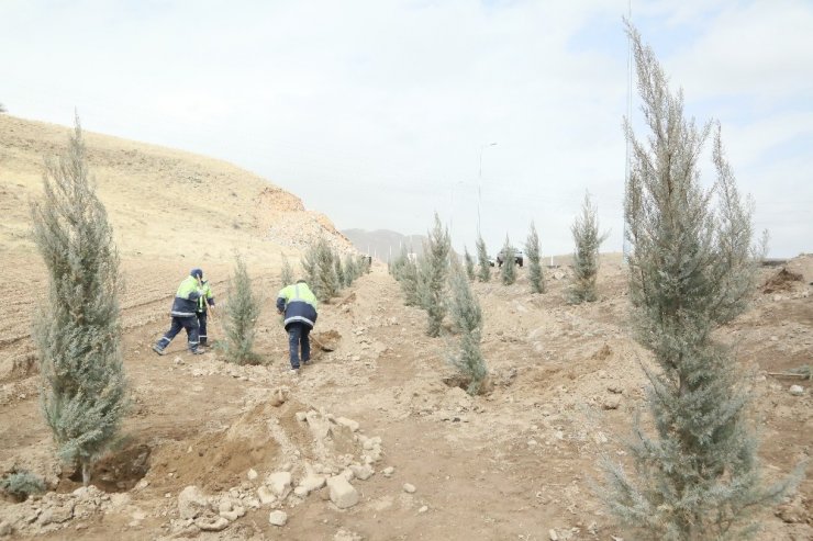 Erciyes yolunda ağaçlandırma çalışmaları başladı