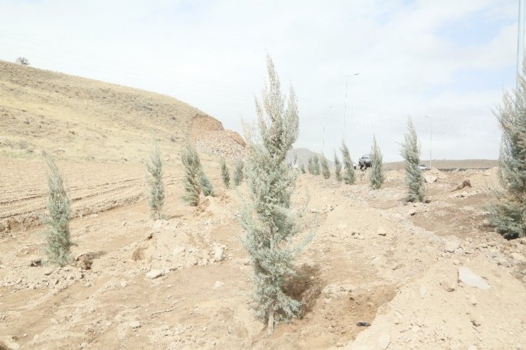 Erciyes yolunda ağaçlandırma çalışmaları başladı