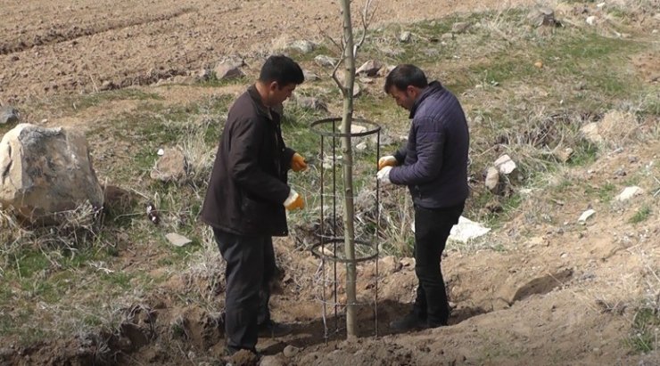 Daha yeşil Çaylıca için 200 ağaç dikildi