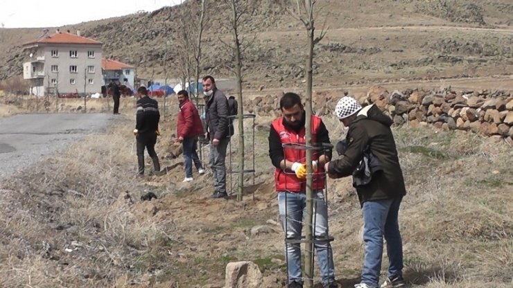 Daha yeşil Çaylıca için 200 ağaç dikildi