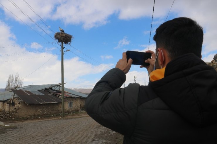 Köyün 100 yıllık misafirleri, yuvalarına yerleşti