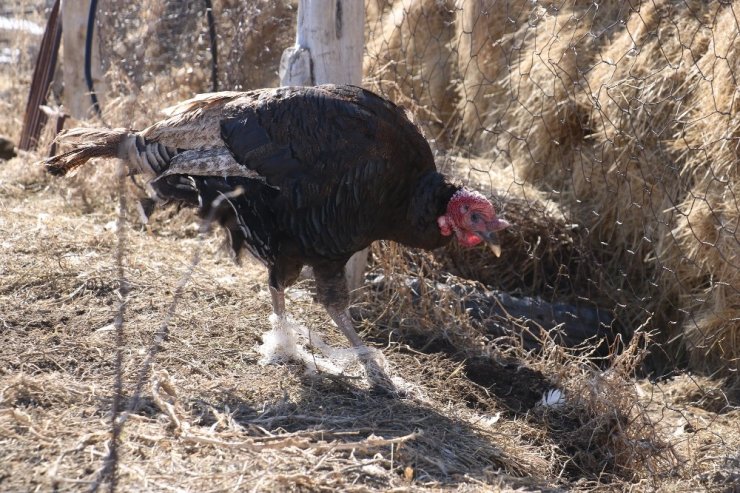 Yaşı küçük kalbi büyük Enver’den örnek davranış