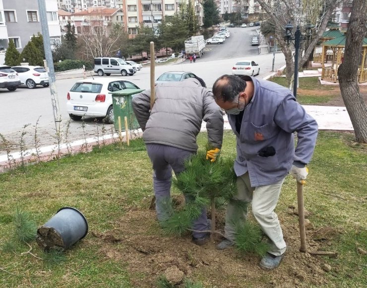 Başkent’te yaza yemyeşil hazırlık