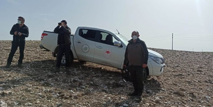 Avrupa’ya göç eden kara leylek Konya’da konakladı