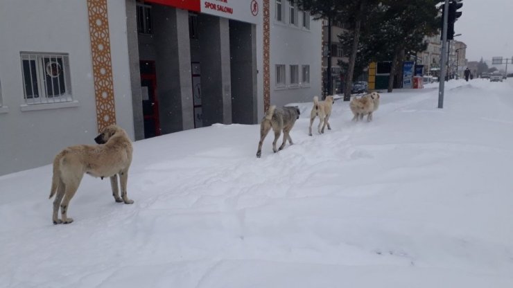 Yozgat beyaza büründü