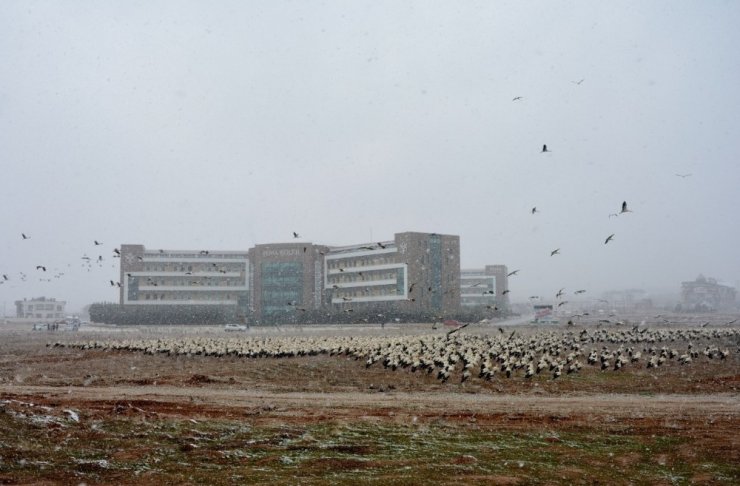 Göç yolundaki leyleklerden Konya’ya zorunlu iniş