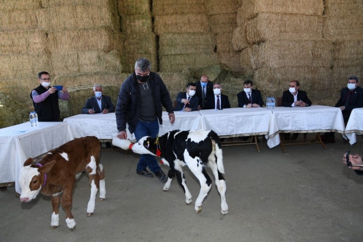 En güzel kuzu ve buzağı ödüllendirildi