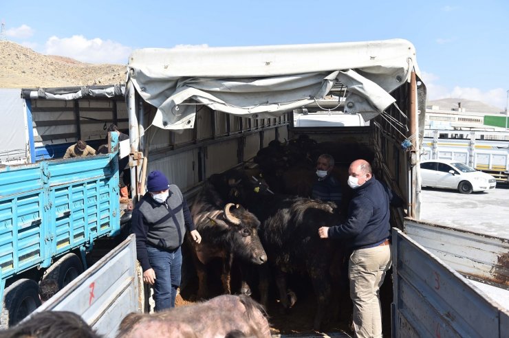 Başkent’te et ve süt üretimini artıracak destek başladı: 3 ilçede gebe manda dağıtımı tamamlandı