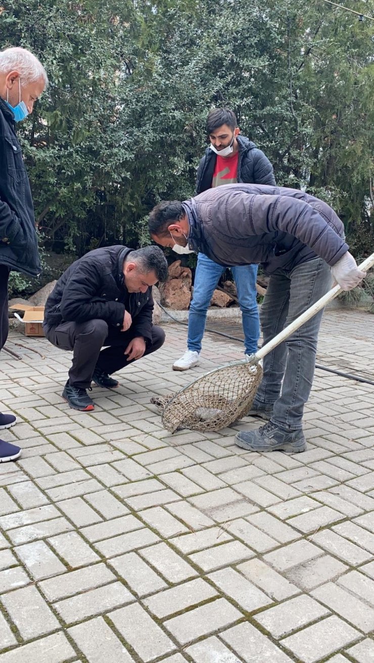 Otomobilin çarptığı kediyi polis kurtardı