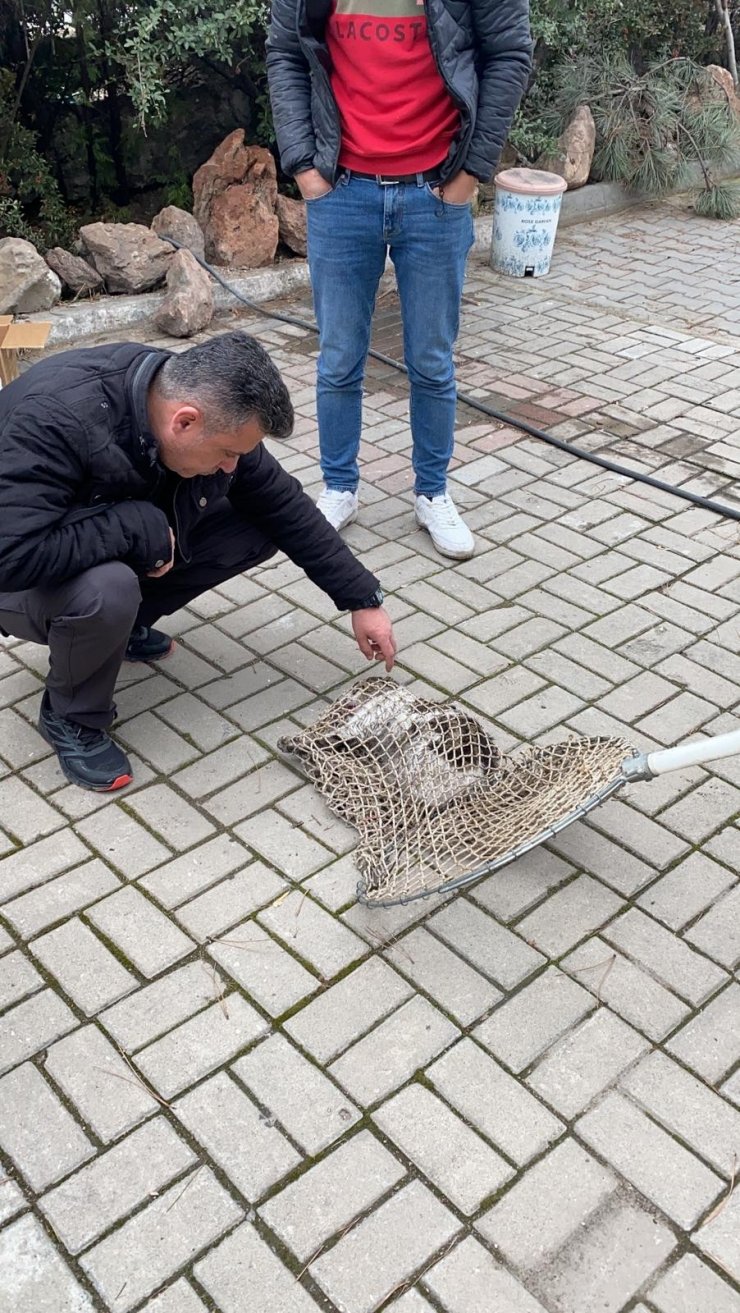 Otomobilin çarptığı kediyi polis kurtardı