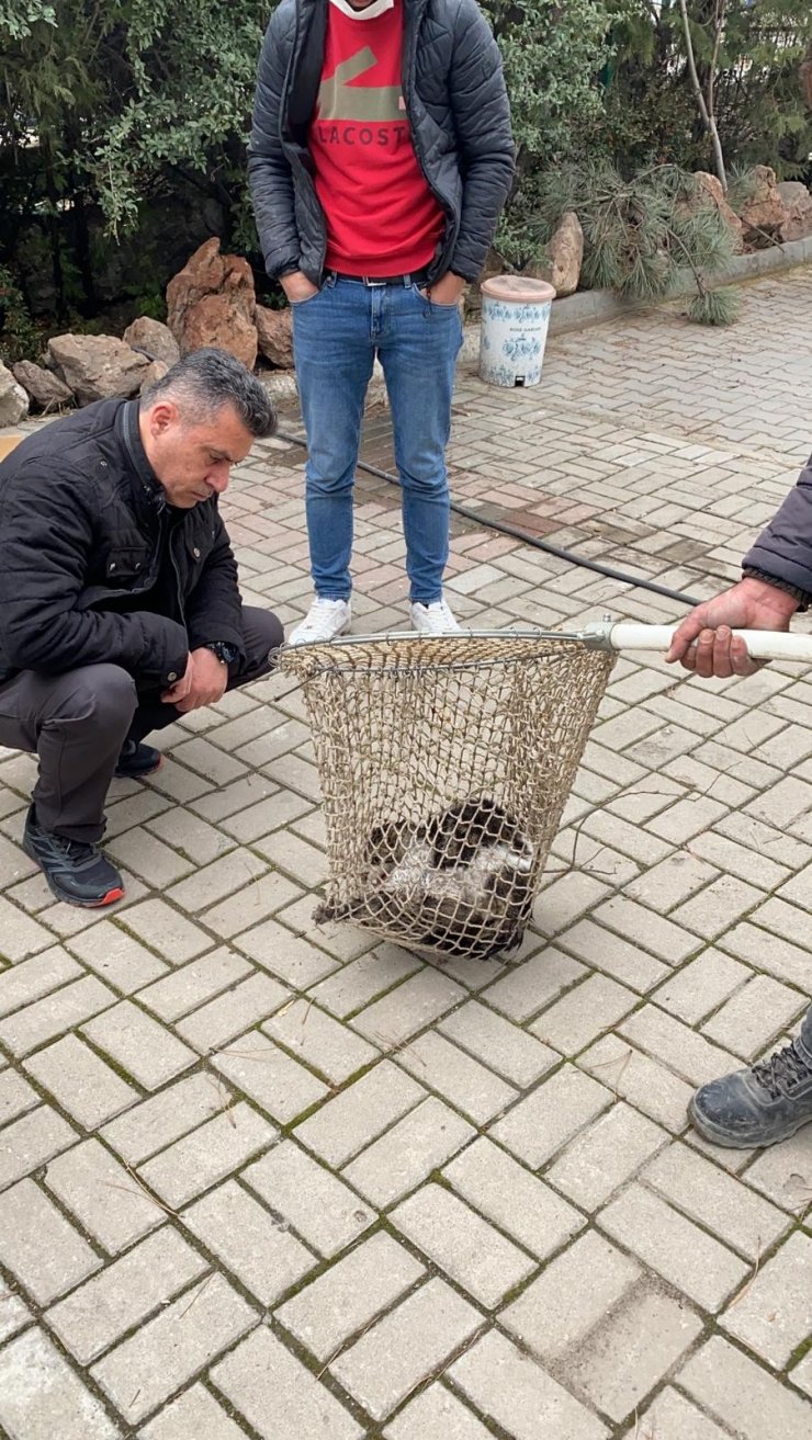 Otomobilin çarptığı kediyi polis kurtardı