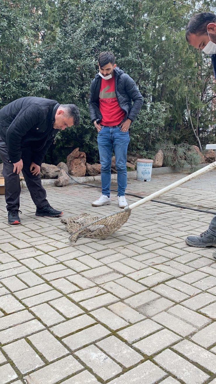 Otomobilin çarptığı kediyi polis kurtardı