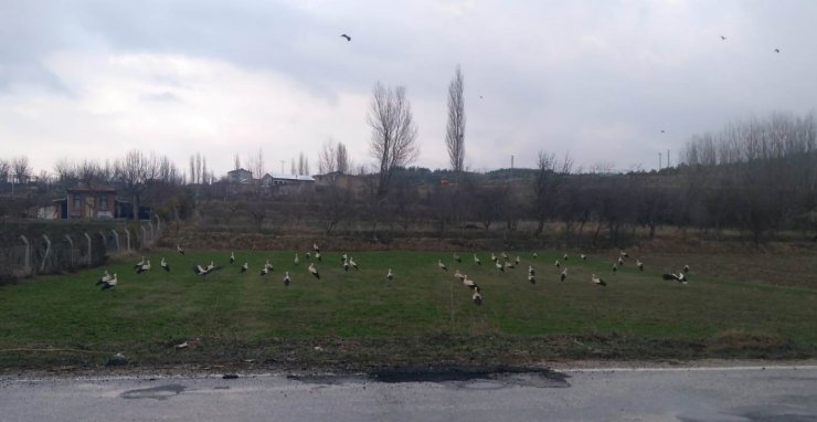 Göç yolundaki leyleklerin Konya’daki molaları sürüyor