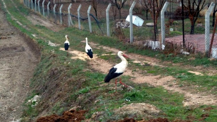 Göç yolundaki leyleklerin Konya’daki molaları sürüyor