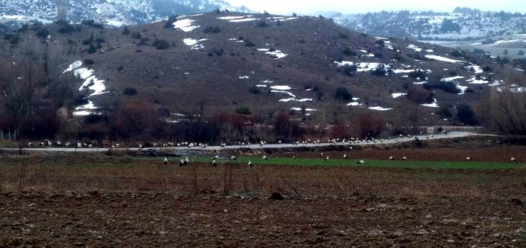 Göç yolundaki leyleklerin Konya’daki molaları sürüyor