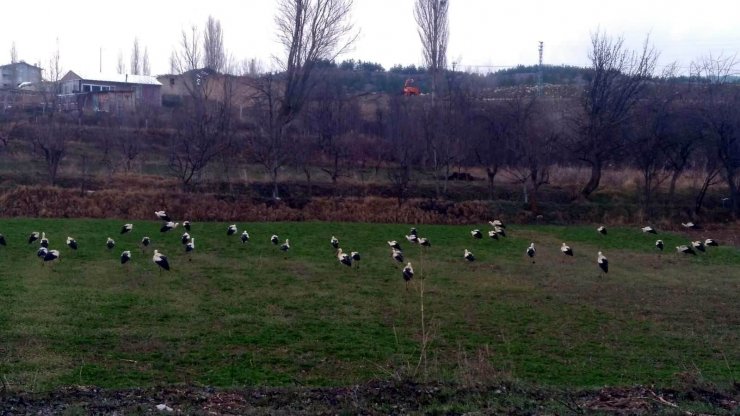 Göç yolundaki leyleklerin Konya’daki molaları sürüyor