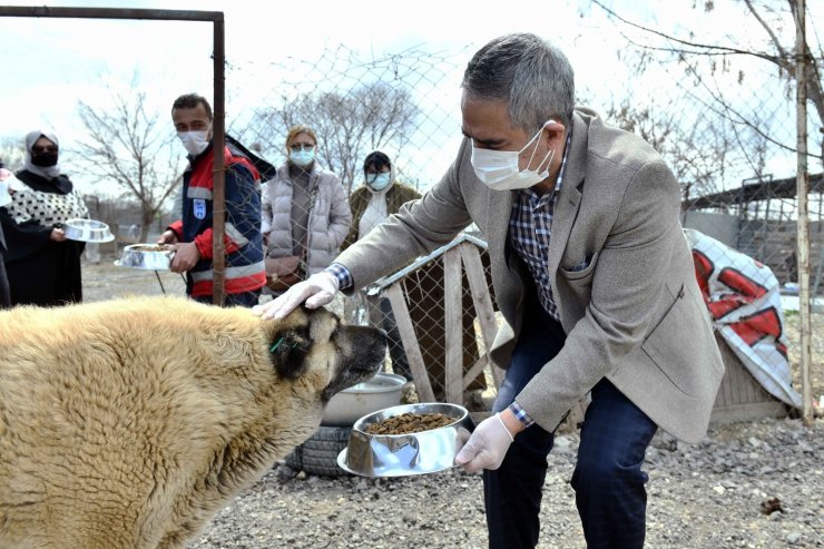 Başkentli hayvanseverler sokak hayvanları için bir araya geldi