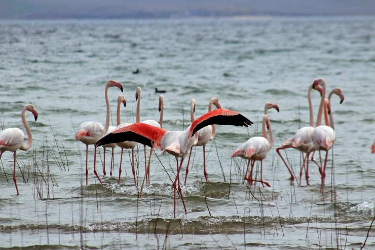 Anadolu’nun Plajı Savcılı’da, flamingolar görüldü