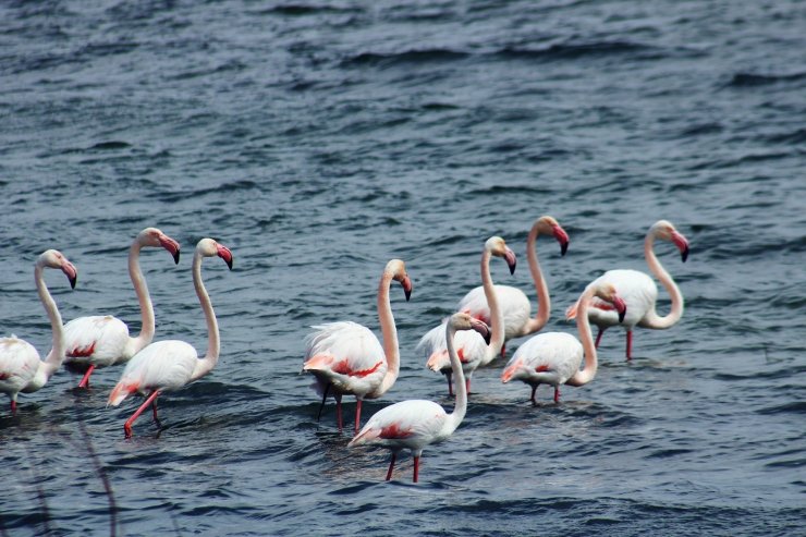 Anadolu’nun Plajı Savcılı’da, flamingolar görüldü