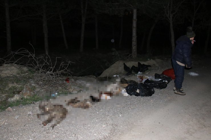 Başkent’te patilerine damar yolu açılmış şekilde 30’un üzerinde ölü köpek bulundu