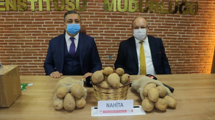 Niğde’de geliştirilen yerli patates tohumu Avrupa yolunda